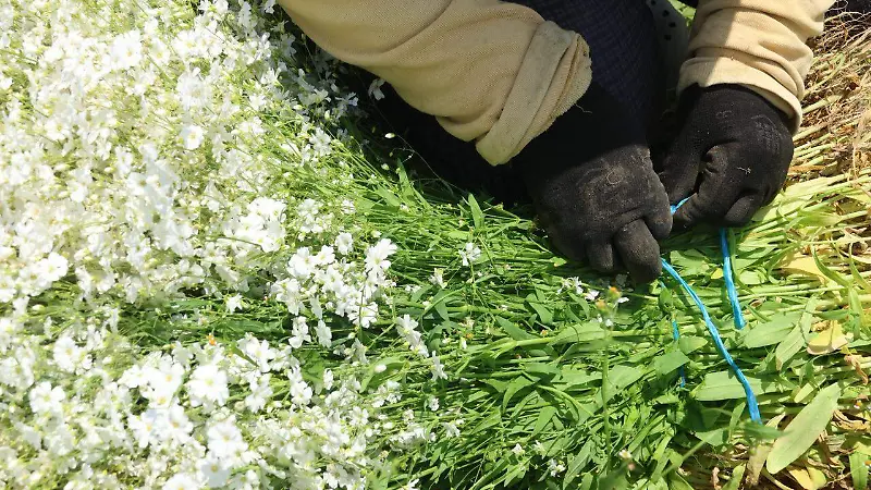 De Asia a Puebla: la flor paniculata que hoy adorna mercados y celebraciones | Fotorreportaje